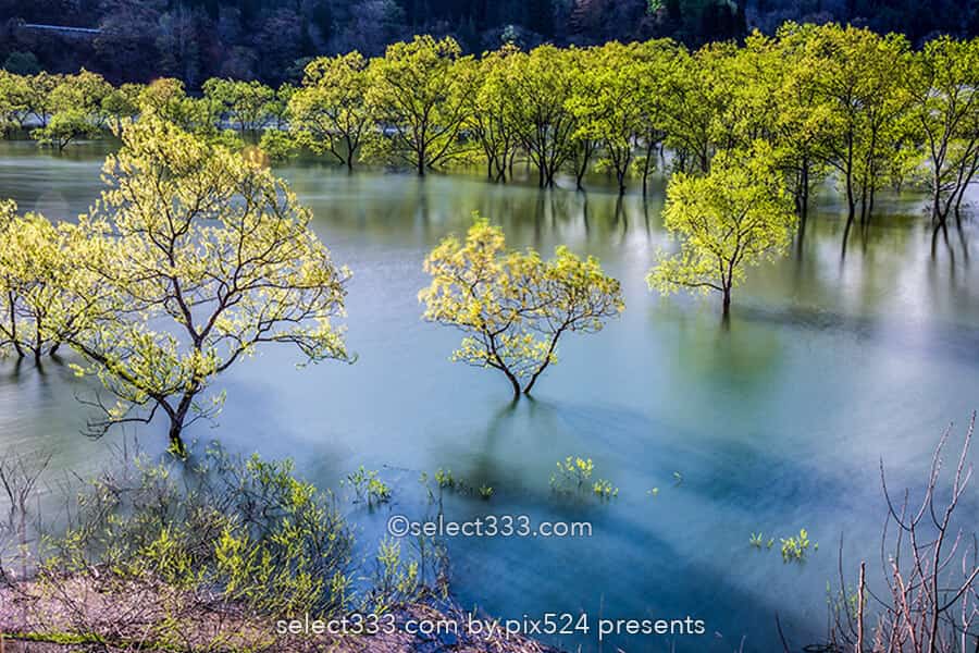白川湖の水没林の撮影！白川ダム湖岸公園の一ヶ月間限定風景！飯豊町の幻想的なスポット