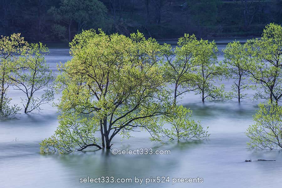 白川湖の水没林の撮影！白川ダム湖岸公園の一ヶ月間限定風景！飯豊町の幻想的なスポット