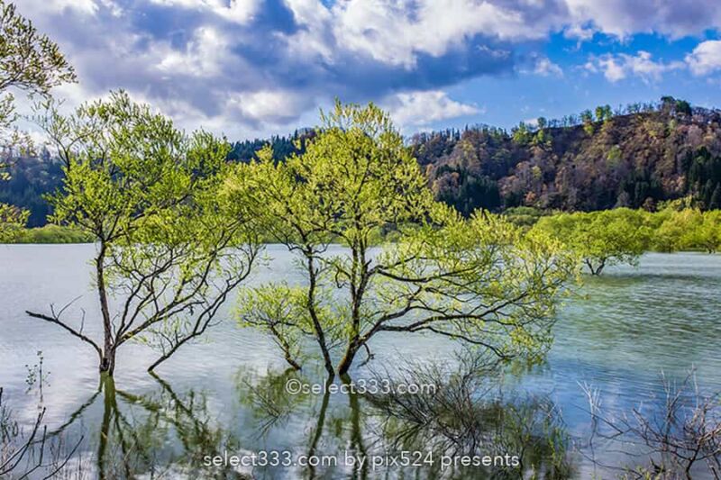 白川湖の水没林の撮影！白川ダム湖岸公園の一ヶ月間限定風景！飯豊町の幻想的なスポット