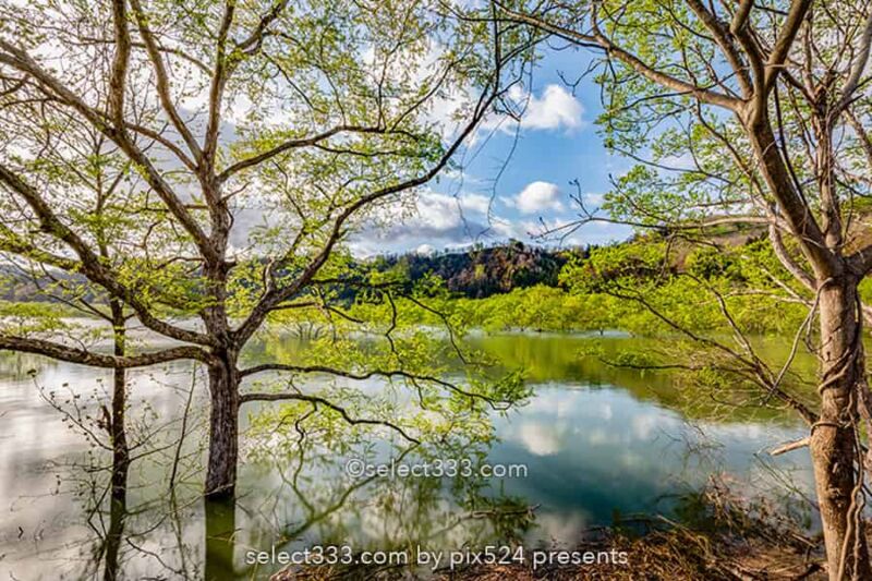 白川湖の水没林の撮影！白川ダム湖岸公園の一ヶ月間限定風景！飯豊町の幻想的なスポット