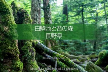 苔の森と白駒の池！苔に囲まれ原生林の中で古代を感じる聖地！異世界へ吸い込まれる森林