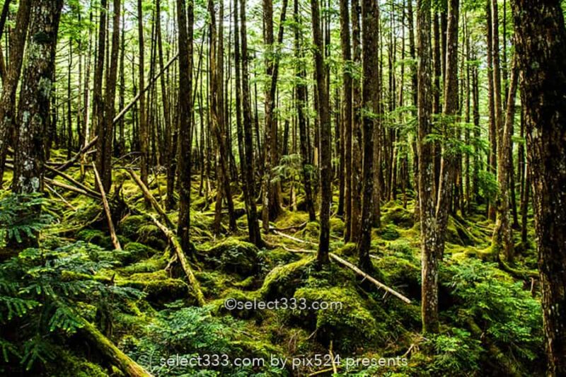 苔の森と白駒の池！苔に囲まれ原生林の中で古代を感じる聖地！異世界へ吸い込まれる森林