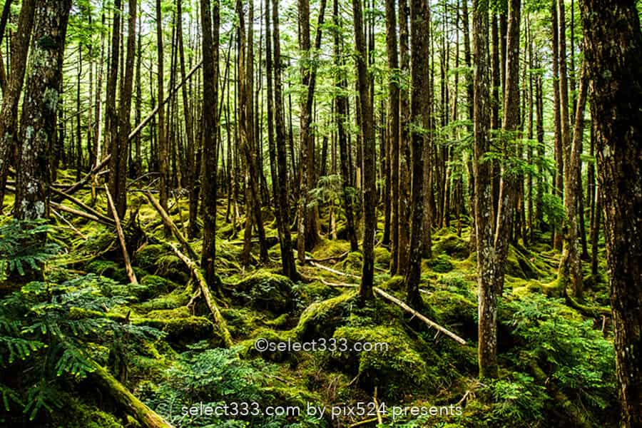 苔の森と白駒の池!苔に囲まれ原生林の中で古代を感じる聖地!異世界へ吸い込まれる森林