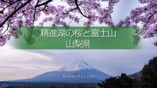 精進湖の湖畔の桜と富士山の風景撮影！富士五湖の桜鑑賞と撮影！精進湖の桜の開花時期
