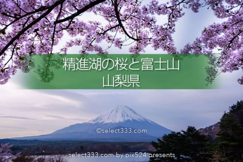 精進湖の湖畔の桜と富士山の風景撮影 富士五湖の桜