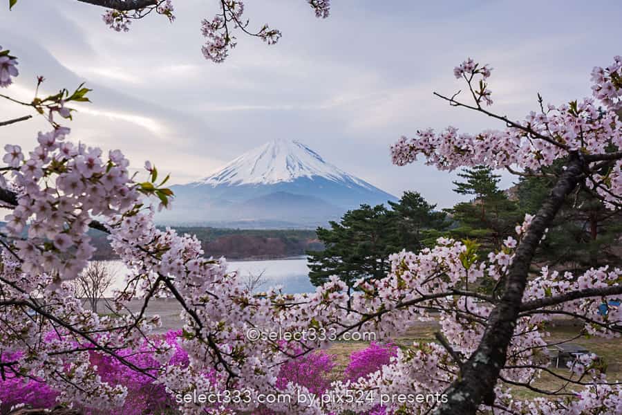 精進湖の湖畔の桜と富士山の風景撮影！富士五湖の桜鑑賞と撮影！精進湖の桜の開花時期