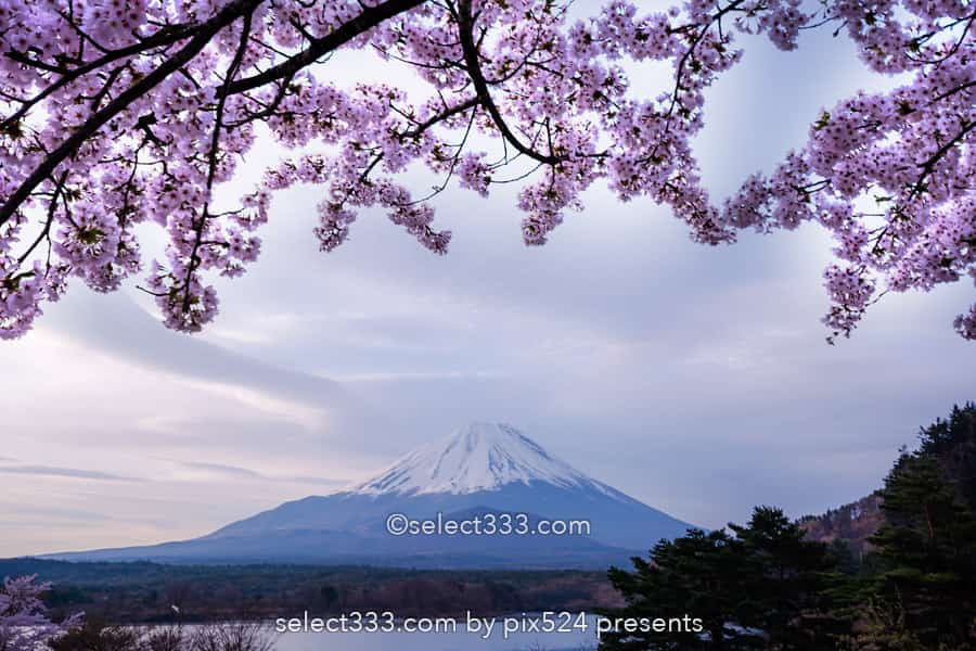 精進湖の湖畔の桜と富士山の風景撮影！富士五湖の桜鑑賞と撮影！精進湖の桜の開花時期