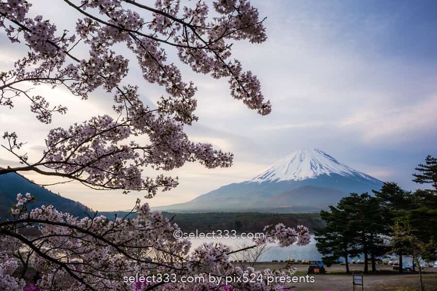 精進湖の湖畔の桜と富士山の風景撮影！富士五湖の桜鑑賞と撮影！精進湖の桜の開花時期