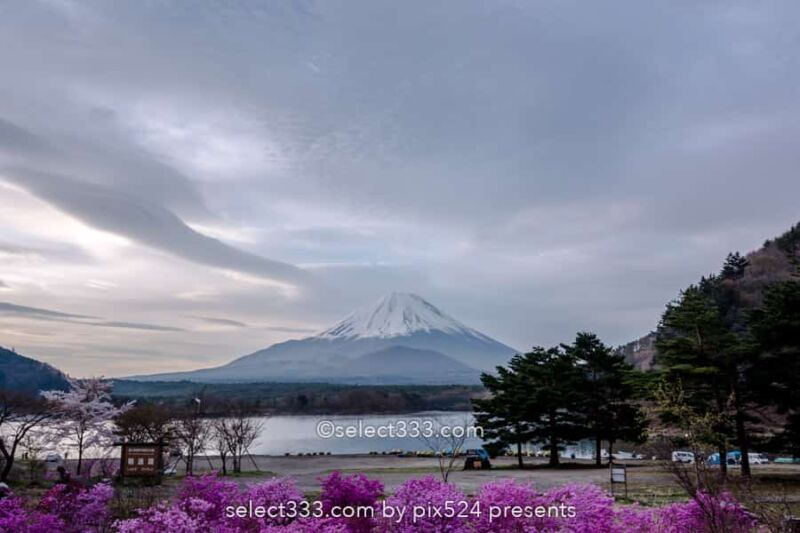 精進湖の湖畔の桜と富士山の風景撮影！富士五湖の桜鑑賞と撮影！精進湖の桜の開花時期
