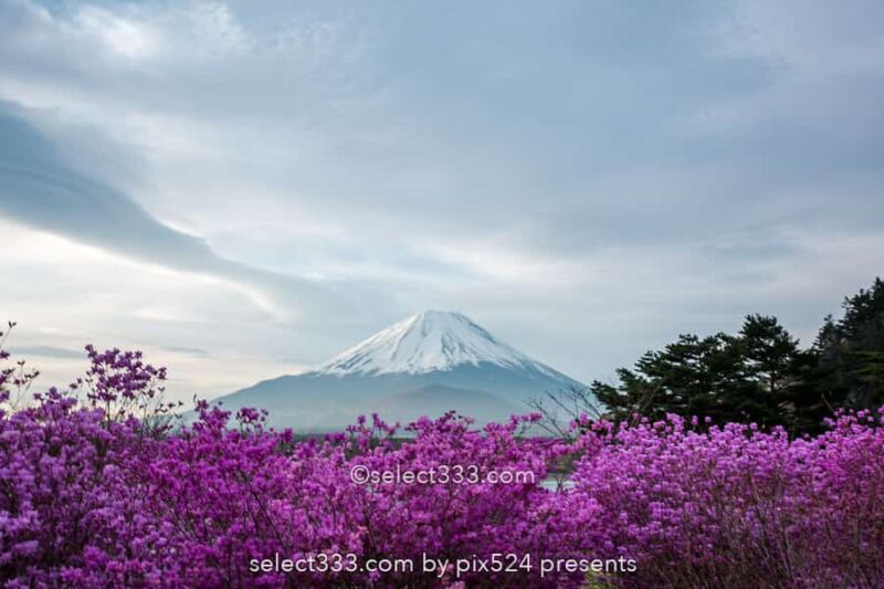 精進湖の湖畔の桜と富士山の風景撮影！富士五湖の桜鑑賞と撮影！精進湖の桜の開花時期