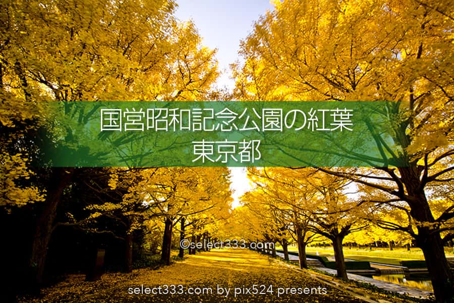 国営昭和記念公園の紅葉撮影 イチョウ並木と日本庭園の紅葉 都内最大の秋の風景
