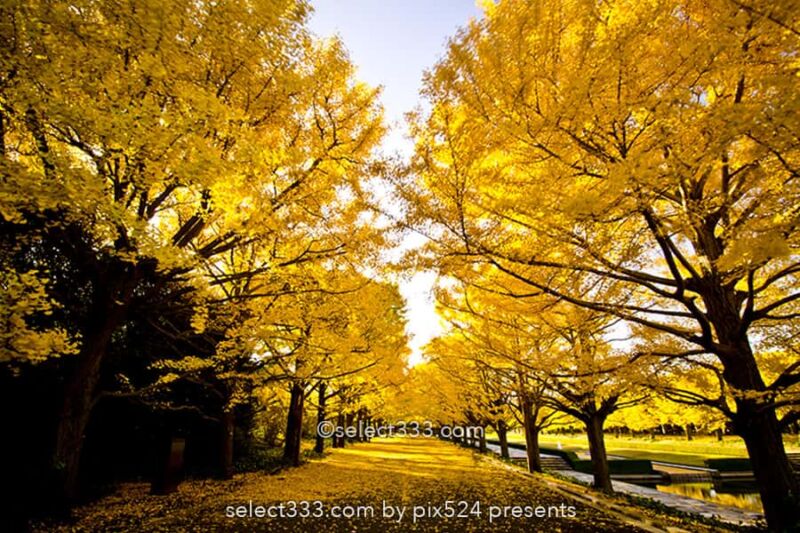 国営昭和記念公園の紅葉撮影！イチョウ並木と日本庭園の紅葉！都内最大の秋の風景
