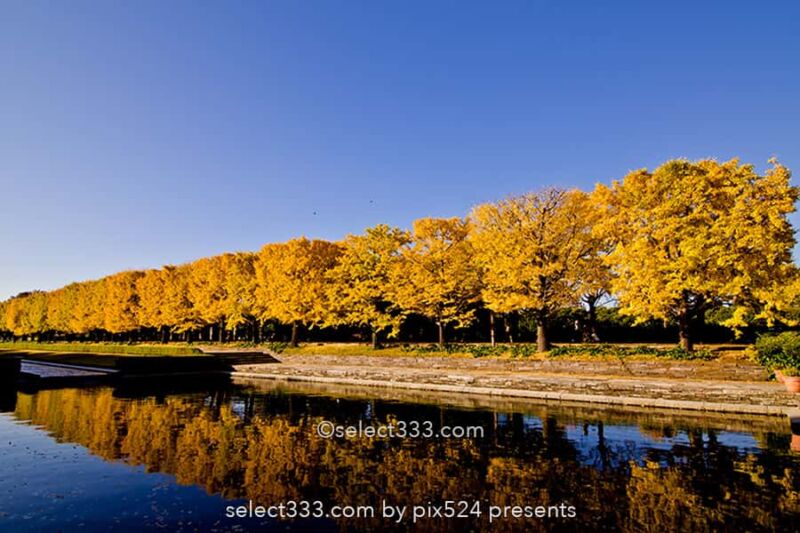 国営昭和記念公園の紅葉撮影！イチョウ並木と日本庭園の紅葉！都内最大の秋の風景