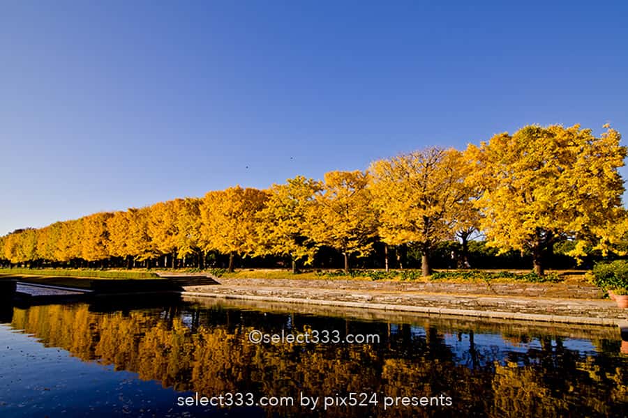 国営昭和記念公園の紅葉撮影!イチョウ並木と日本庭園の紅葉!都内最大の秋の風景