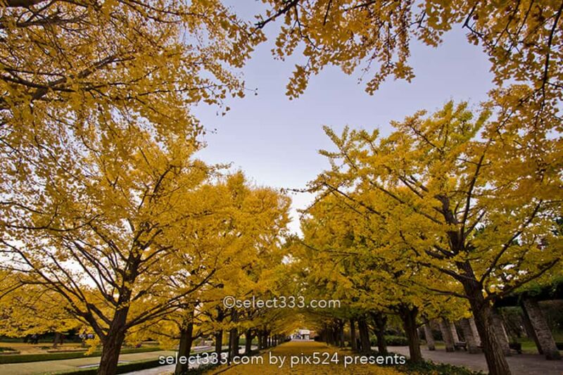 国営昭和記念公園の紅葉撮影!イチョウ並木と日本庭園の紅葉!都内最大の秋の風景