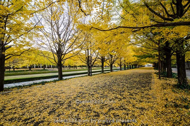 国営昭和記念公園の紅葉撮影!イチョウ並木と日本庭園の紅葉!都内最大の秋の風景