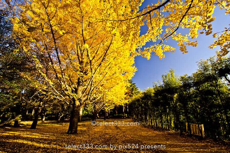 国営昭和記念公園の紅葉撮影！イチョウ並木と日本庭園の紅葉！都内最大の秋の風景