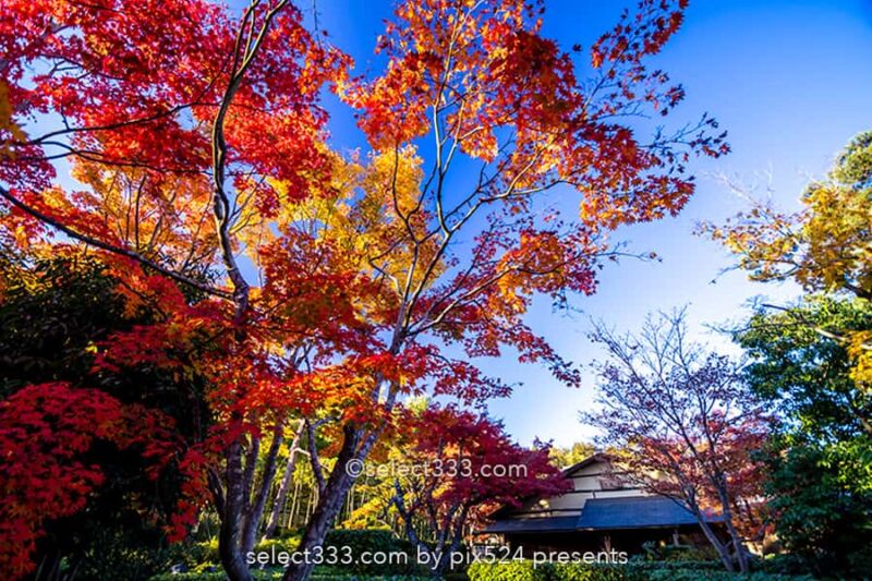 国営昭和記念公園の紅葉撮影!イチョウ並木と日本庭園の紅葉!都内最大の秋の風景