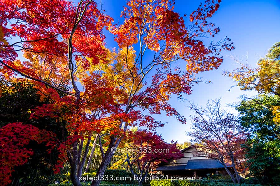 国営昭和記念公園の紅葉撮影!イチョウ並木と日本庭園の紅葉!都内最大の秋の風景