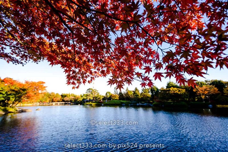 国営昭和記念公園の紅葉撮影!イチョウ並木と日本庭園の紅葉!都内最大の秋の風景
