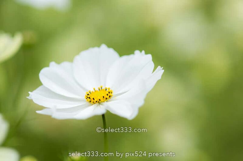 国営昭和記念公園の紅葉撮影!イチョウ並木と日本庭園の紅葉!都内最大の秋の風景