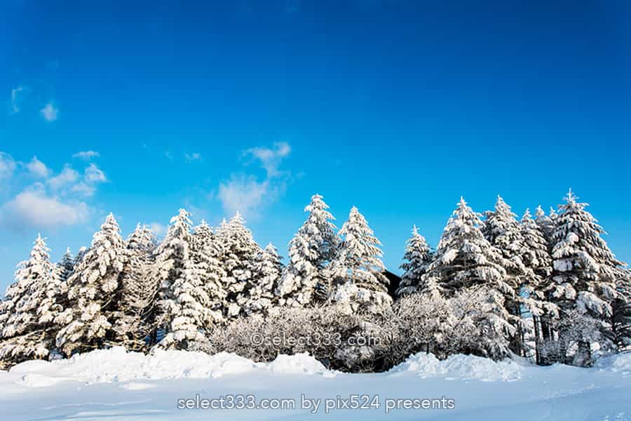 霧ヶ峰ビーナスライン雪景色と雪原の撮影！冬の絶景ドライブ！霧ヶ峰の冬景色の被写体