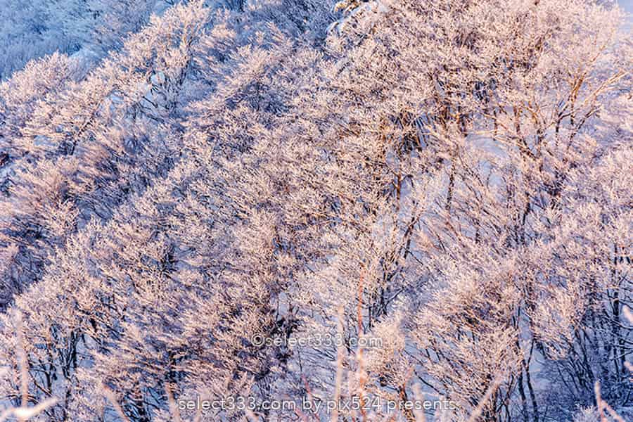 霧ヶ峰ビーナスライン雪景色と雪原の撮影！冬の絶景ドライブ！霧ヶ峰の冬景色の被写体