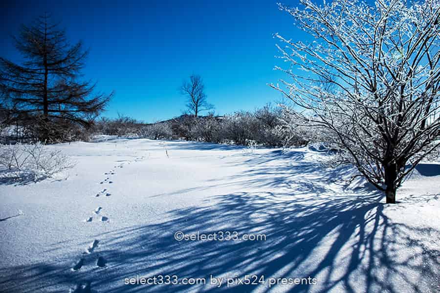 霧ヶ峰ビーナスライン雪景色と雪原の撮影！冬の絶景ドライブ！霧ヶ峰の冬景色の被写体