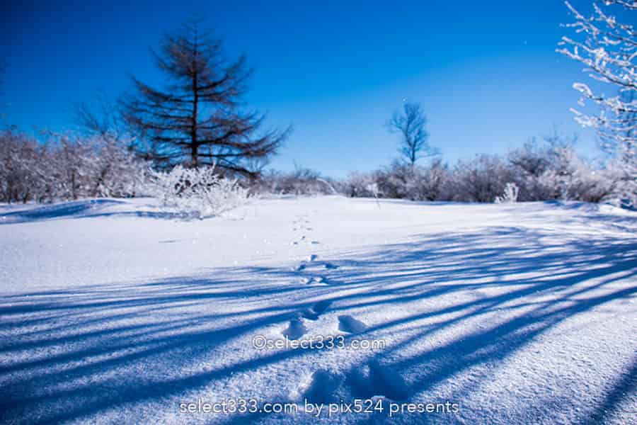 霧ヶ峰ビーナスライン雪景色と雪原の撮影！冬の絶景ドライブ！霧ヶ峰の冬景色の被写体