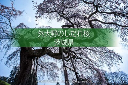 外大野のしだれ桜（下大倉の桜）歴史を感じる大子のしだれ桜！水戸光圀公手植えの桜
