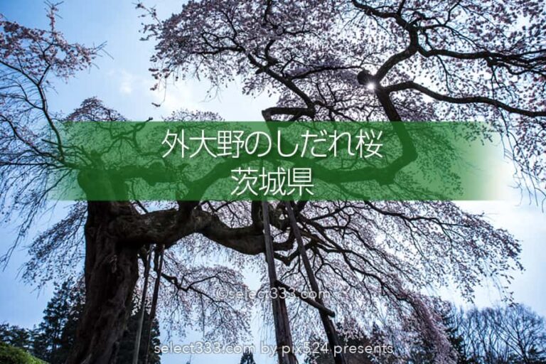 外大野のしだれ桜（下大倉の桜）歴史を感じる大子のしだれ桜！水戸光圀公手植えの桜