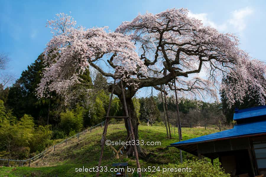 外大野のシダレザクラ(下大倉の桜)歴史感じる大子のしだれ桜!水戸光圀公手植えの桜