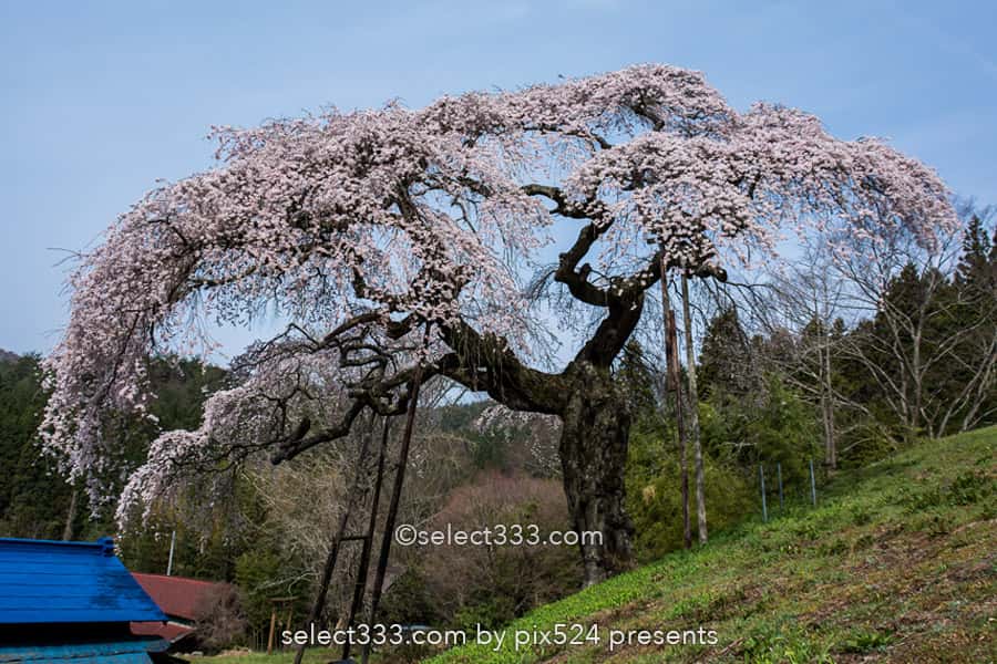 外大野のシダレザクラ(下大倉の桜)歴史感じる大子のしだれ桜!水戸光圀公手植えの桜