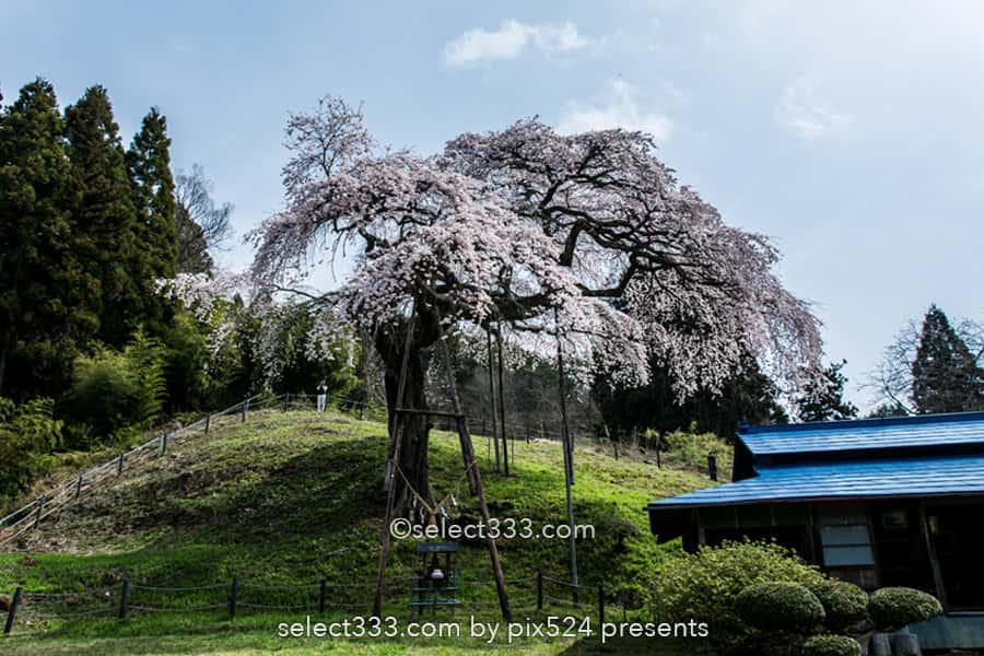 外大野のシダレザクラ(下大倉の桜)歴史感じる大子のしだれ桜!水戸光圀公手植えの桜