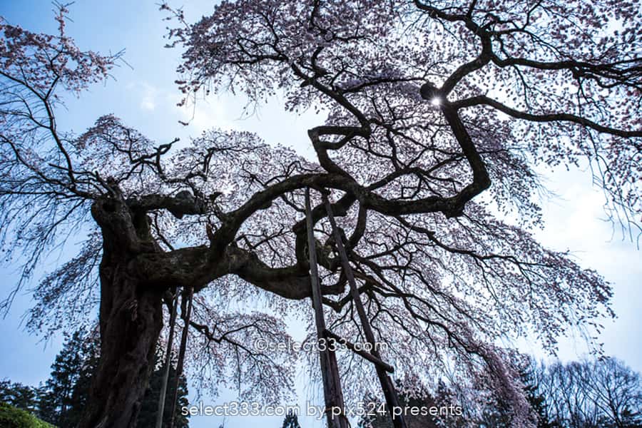 外大野のシダレザクラ(下大倉の桜)歴史感じる大子のしだれ桜!水戸光圀公手植えの桜