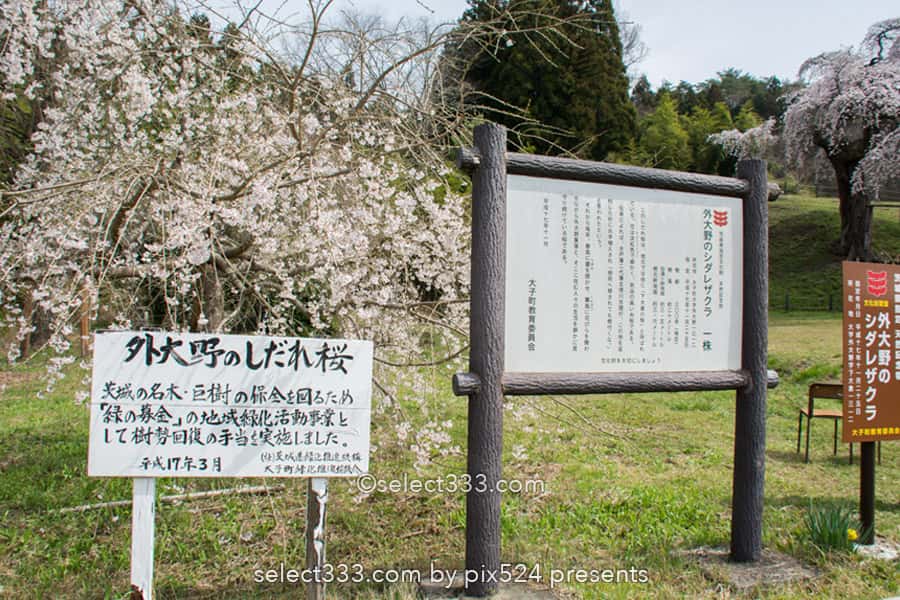 外大野のシダレザクラ(下大倉の桜)歴史感じる大子のしだれ桜!水戸光圀公手植えの桜