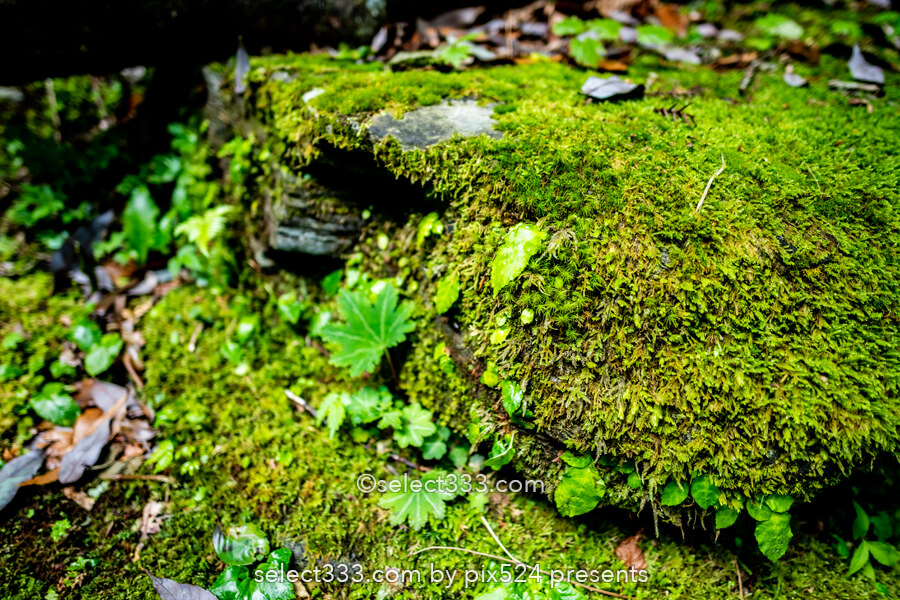 安居渓谷の風景と水晶淵！仁淀ブルーの安居川のほとりを散策！高知県の景勝地