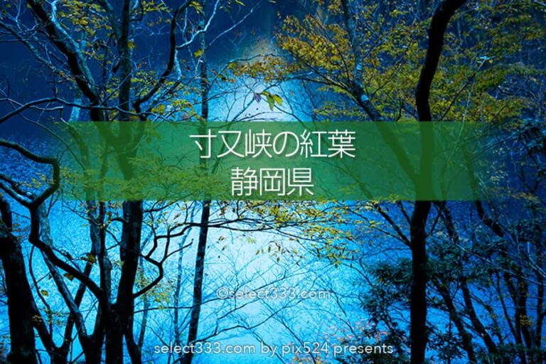 寸又峡で夢の吊り橋と紅葉撮影！コバルトブルーの寸又川の景観！静岡随一の紅葉地
