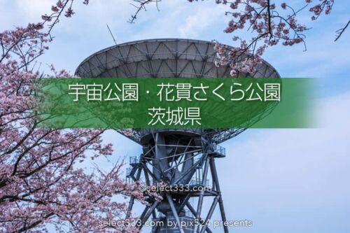 さくら宇宙公園・花貫さくら公園！高萩エリアの満開の桜撮影！茨城県の桜の名所
