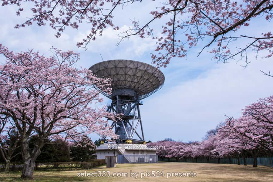 さくら宇宙公園・花貫さくら公園！高萩エリアの満開の桜撮影！茨城県の桜の名所