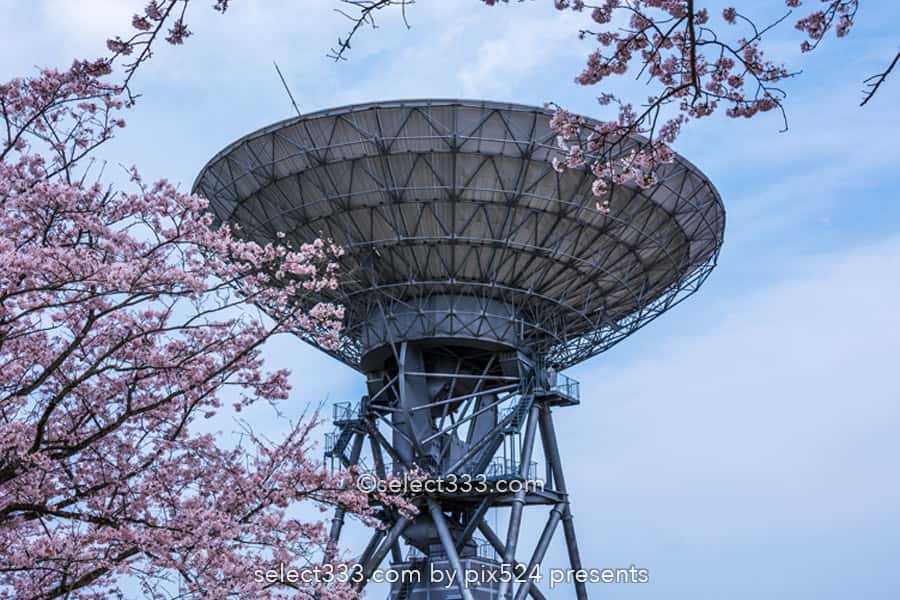 さくら宇宙公園・花貫さくら公園！高萩エリアの満開の桜撮影！茨城県の桜の名所