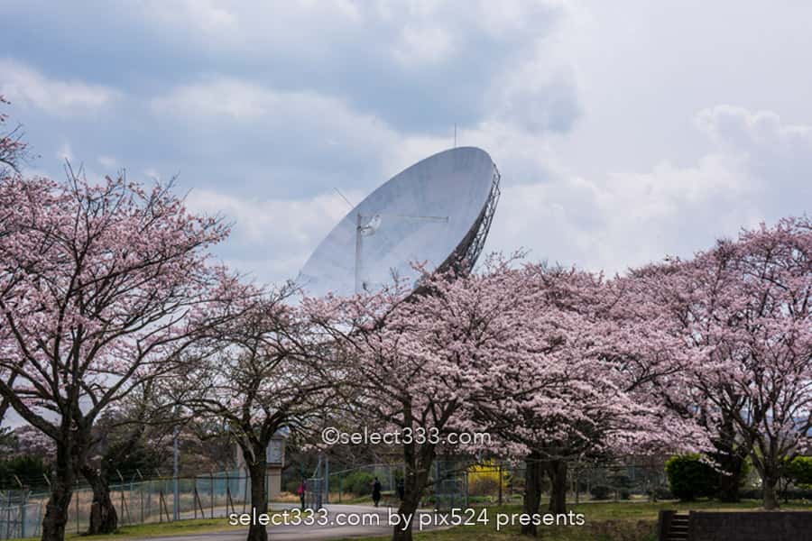 さくら宇宙公園・花貫さくら公園！高萩エリアの満開の桜撮影！茨城県の桜の名所