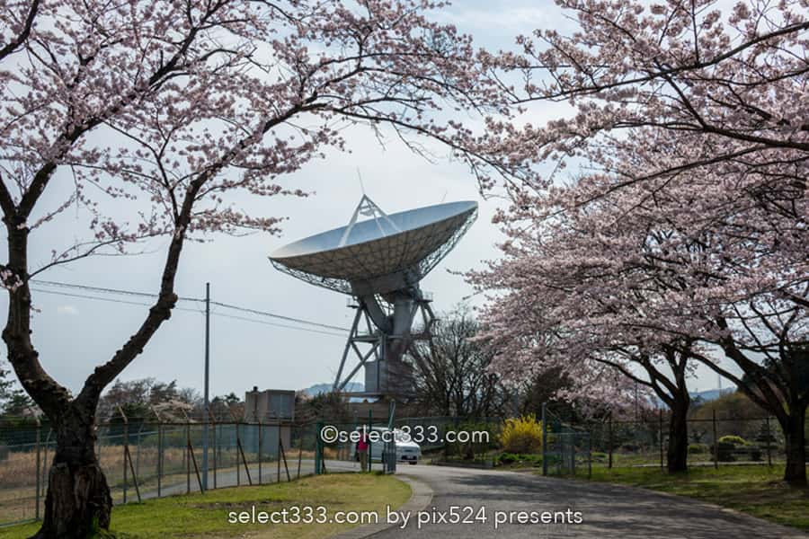 さくら宇宙公園・花貫さくら公園！高萩エリアの満開の桜撮影！茨城県の桜の名所