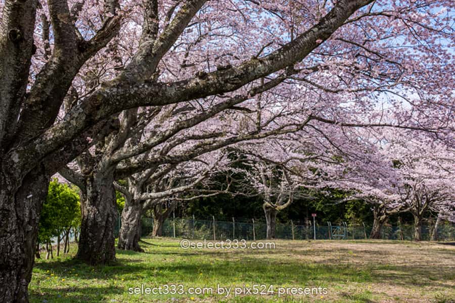 さくら宇宙公園・花貫さくら公園！高萩エリアの満開の桜撮影！茨城県の桜の名所