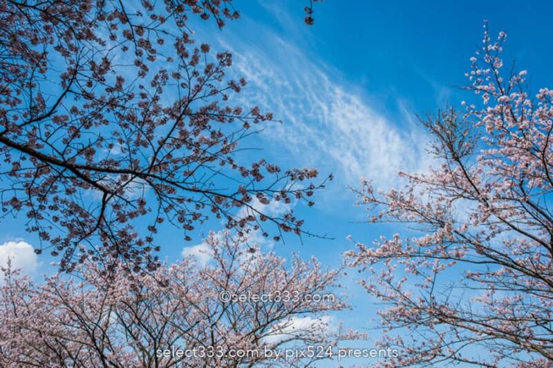 さくら宇宙公園・花貫さくら公園！高萩エリアの満開の桜撮影！茨城県の桜の名所