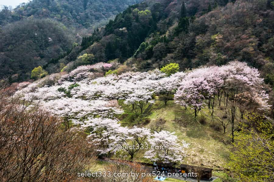 さくら宇宙公園・花貫さくら公園！高萩エリアの満開の桜撮影！茨城県の桜の名所