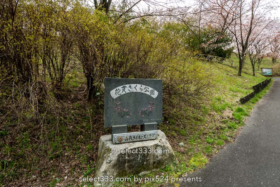 さくら宇宙公園・花貫さくら公園！高萩エリアの満開の桜撮影！茨城県の桜の名所