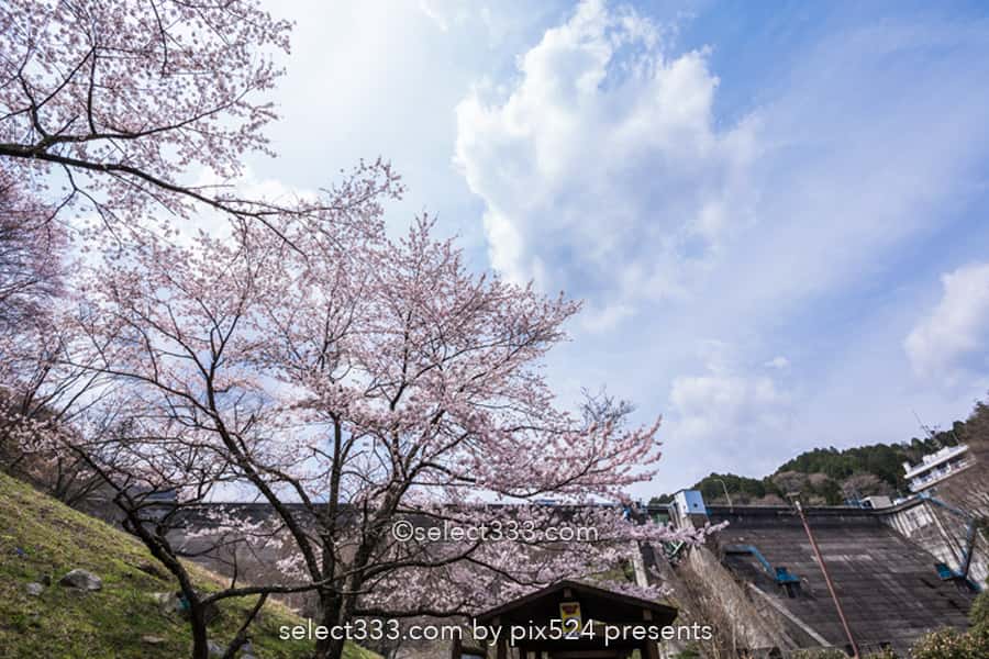 さくら宇宙公園・花貫さくら公園！高萩エリアの満開の桜撮影！茨城県の桜の名所