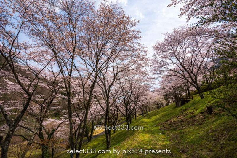 さくら宇宙公園・花貫さくら公園！高萩エリアの満開の桜撮影！茨城県の桜の名所