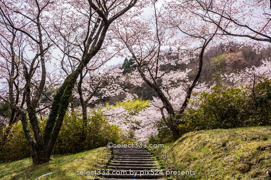 さくら宇宙公園・花貫さくら公園！高萩エリアの満開の桜撮影！茨城県の桜の名所